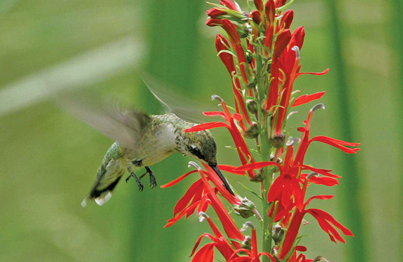 Birds’ beauty extends far beyond themselves to enhance the whole world